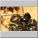 Mellinus arvensis - Kotwespe w48h beim Nesteintrag - Sandgrube Niedringhaussee.jpg